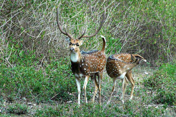 Short Escape To Bandipur National Park Tour