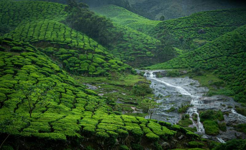 Munnar And Kolukkumalai Tour