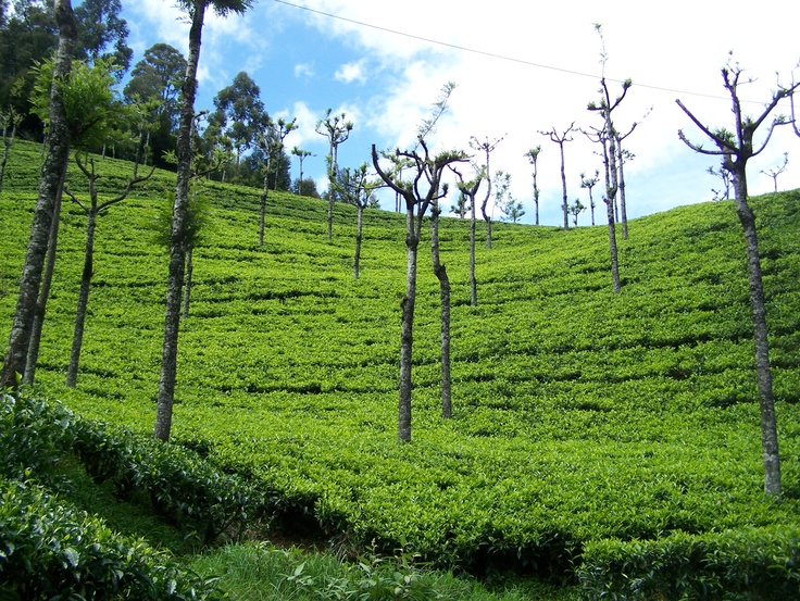 1 Night 2 Days Coimbatore to Ooty