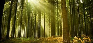 2 Nights 3 Days - Kodaikanal Tour