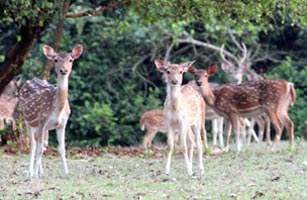 The Temple Triangle Of Odisha Tour