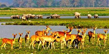 Splendour Kaziranga Tour