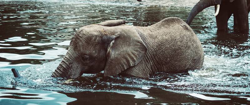 Jaldapara Tour Package