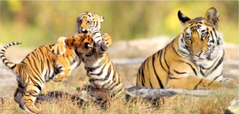 Sundarban Forest Safari With Kolkata Tour
