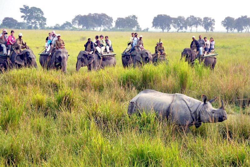 Assam Wildlife Tour Package
