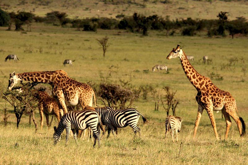 Amazing Kenya Wildlife Tour