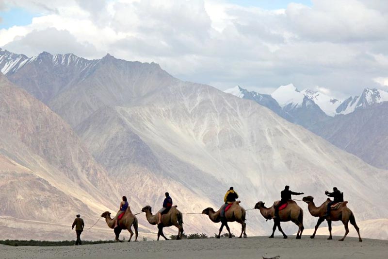 Camel Safari in Nubra Valley