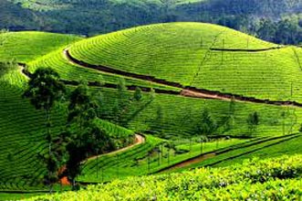 Kerala Summer Package Cochin-Munnar 2N – Alleppey 1N – Kovl