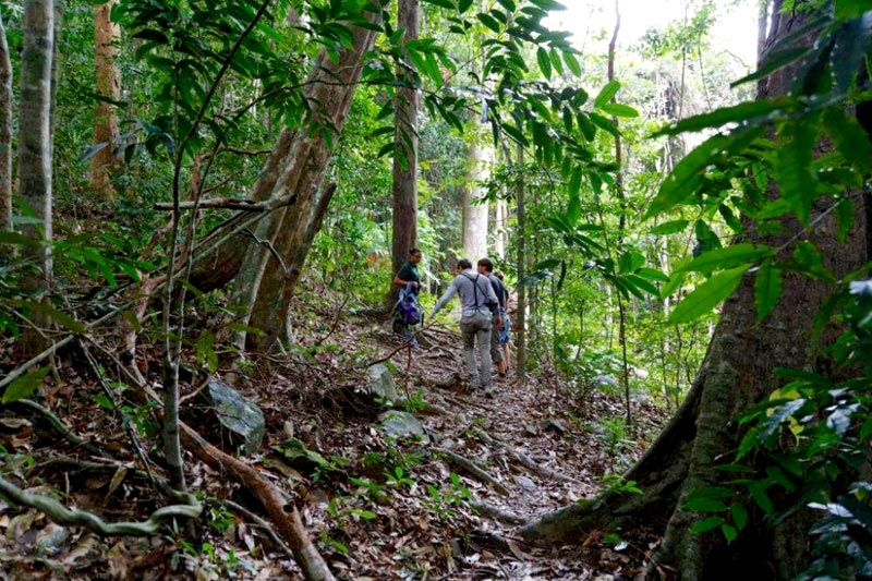 Jungle Trekking Discovery At Matchinchang Tour