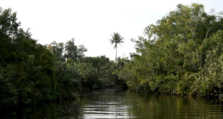 Discover The Germana Mangrove River (Shared Boat) Tour