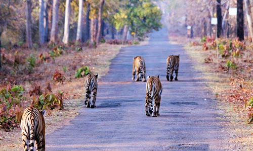 Wildlife Tour In Northern India