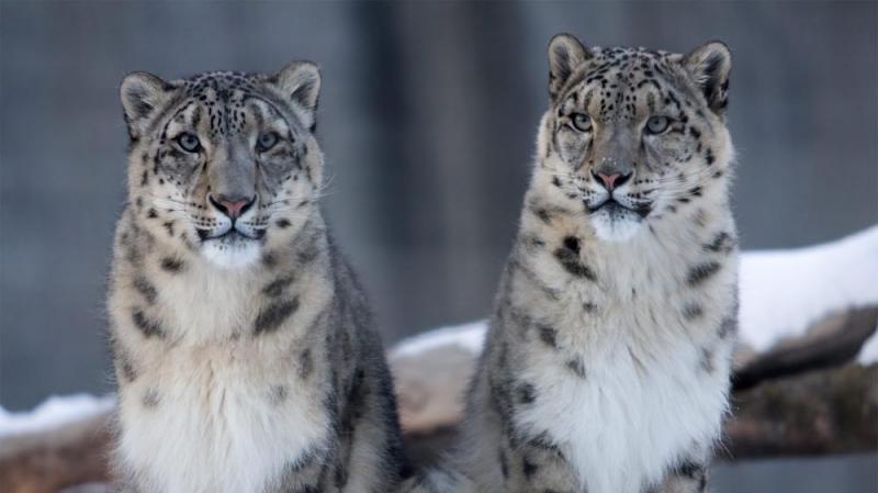 Snow Leopard Trip Itinerary Tour