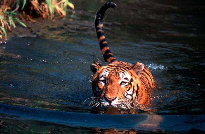 Sundarbans  Tour