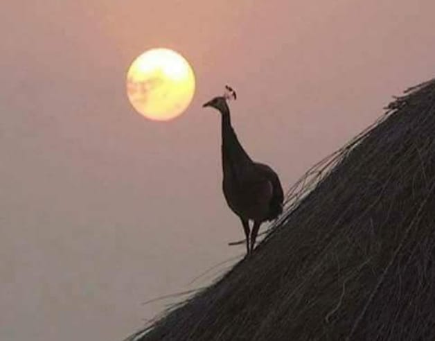 Golden Triangle With Desert Tour