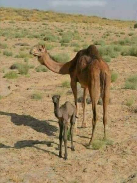 Golden Triangle With Desert Tour