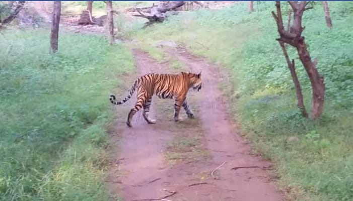 Golden triangle with wildlife tour