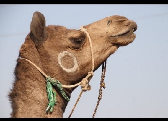 Golden Triangle With Desert Tour