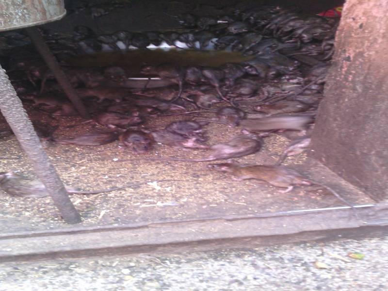 Rajasthan Historical Tour package