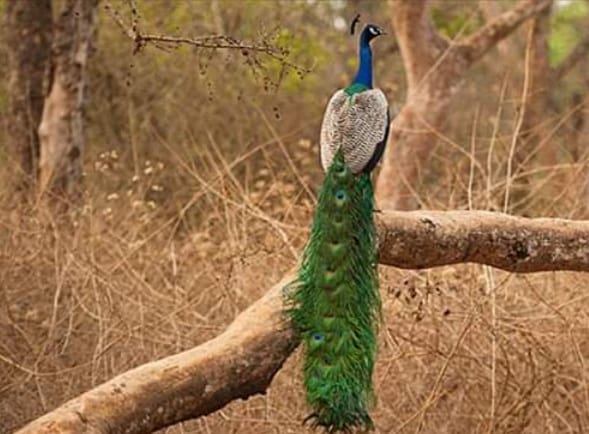 Rajasthan Historical Tour package