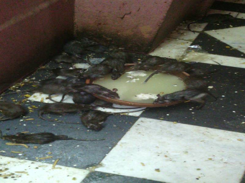 Rajasthan Heritage and Cultural Tour