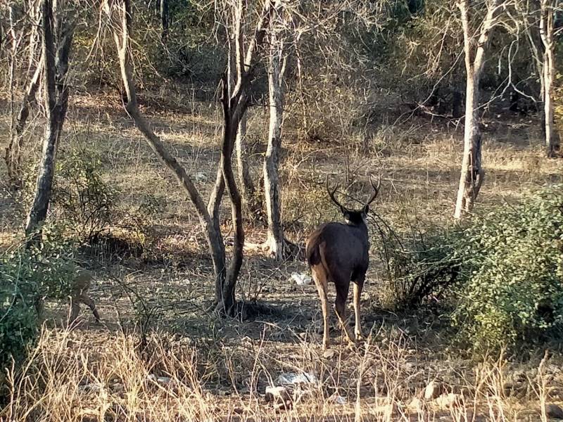 Ranthambore wildlife tour package