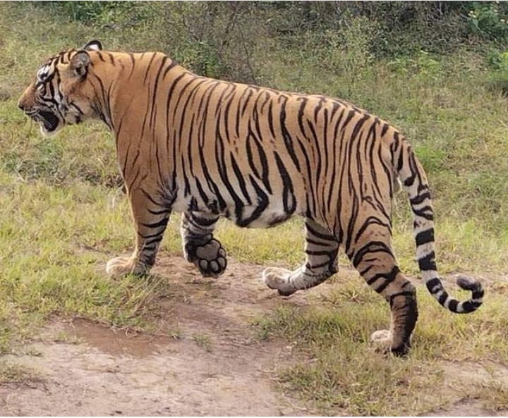 Ranthambore wildlife tour package
