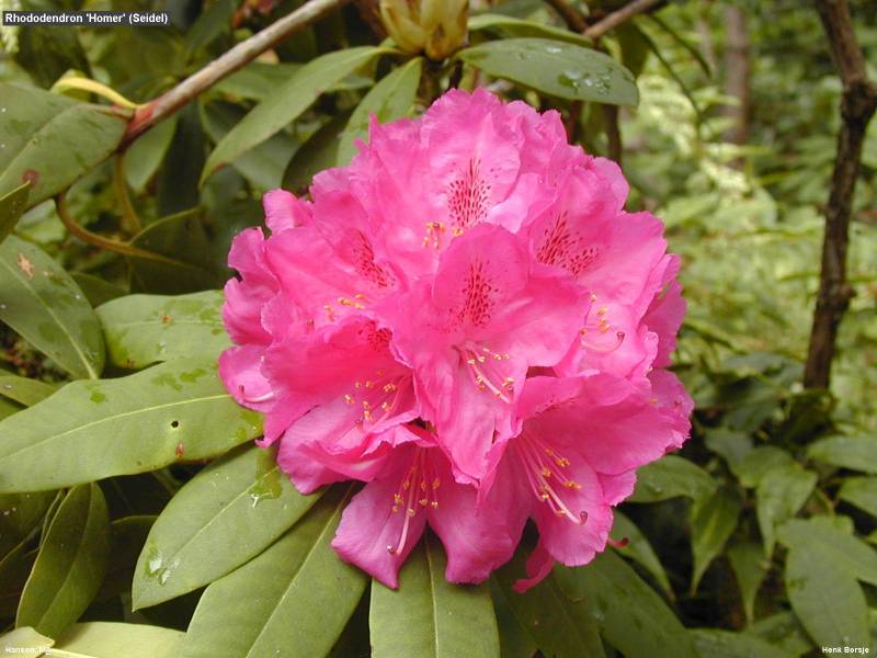 Rhododendron Tour