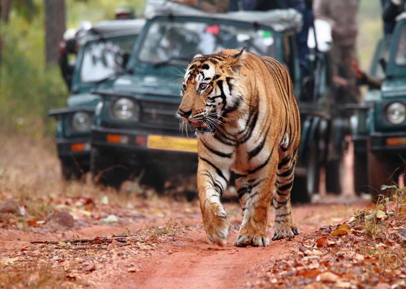 Golden Triangle Trip With Ranthambore