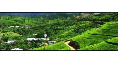 Darjeeling Gangtok Tour Image