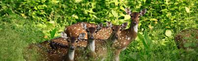 6 Nights and 7 Days Package –  Bangalore, Mysore, Coorg and Wayanad