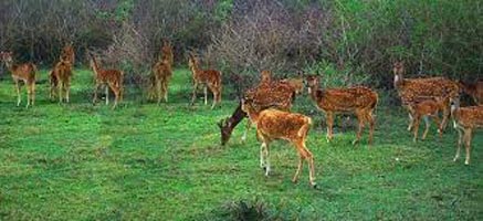 Bandipur And Ooty Tour(Summer Special)