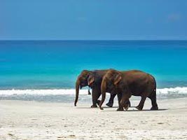 Andaman Island Honeymoon Tour