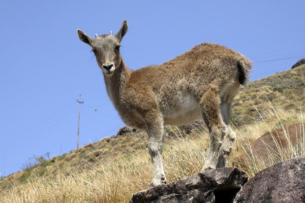 Greenery of Kerala 4 Night 5 Days Tour
