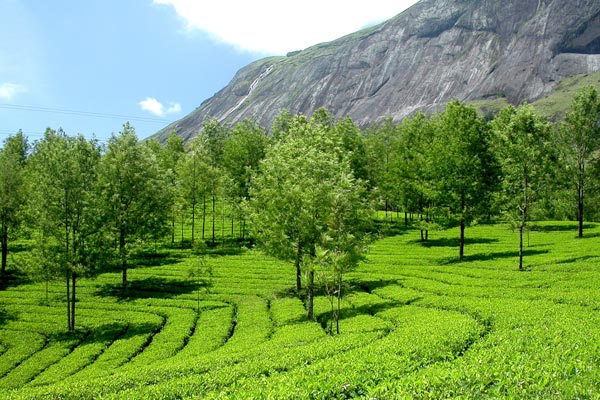 Greenery of Kerala 4 Night 5 Days Tour