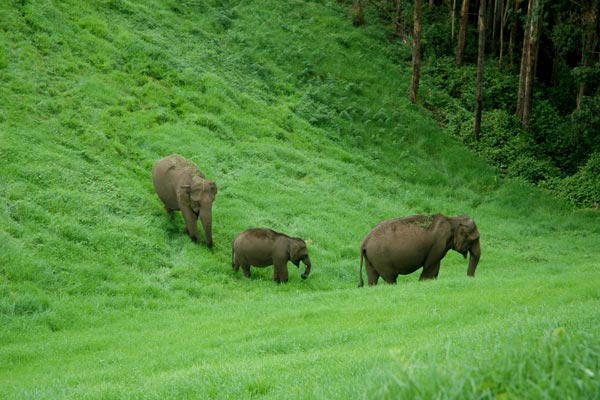 Greenery of Kerala 4 Night 5 Days Tour