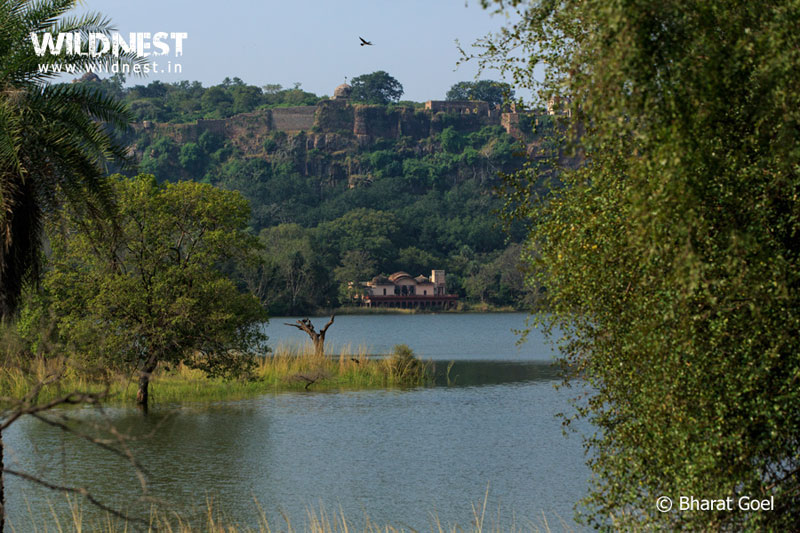 Ranthambore - TheTiger Kingdom Package