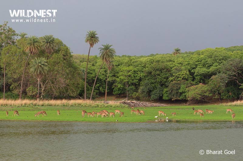 Ranthambore - TheTiger Kingdom Package