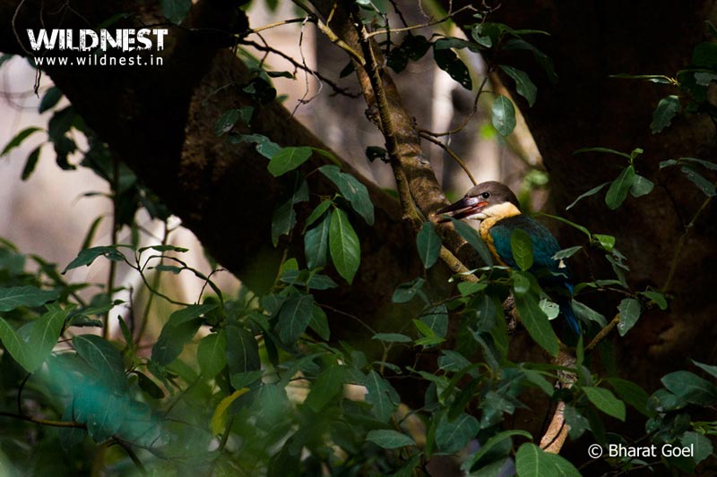 Ranthambore - TheTiger Kingdom Package