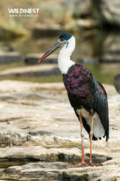 Ranthambore - TheTiger Kingdom Package