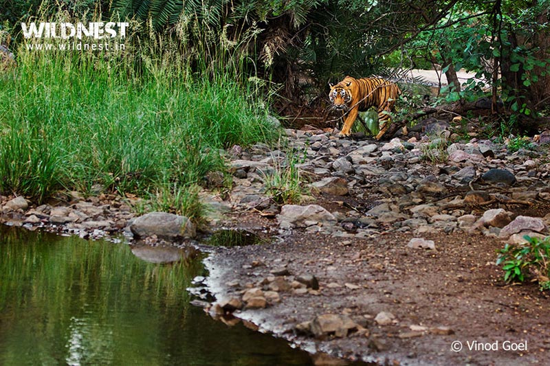 Ranthambore - TheTiger Kingdom Package