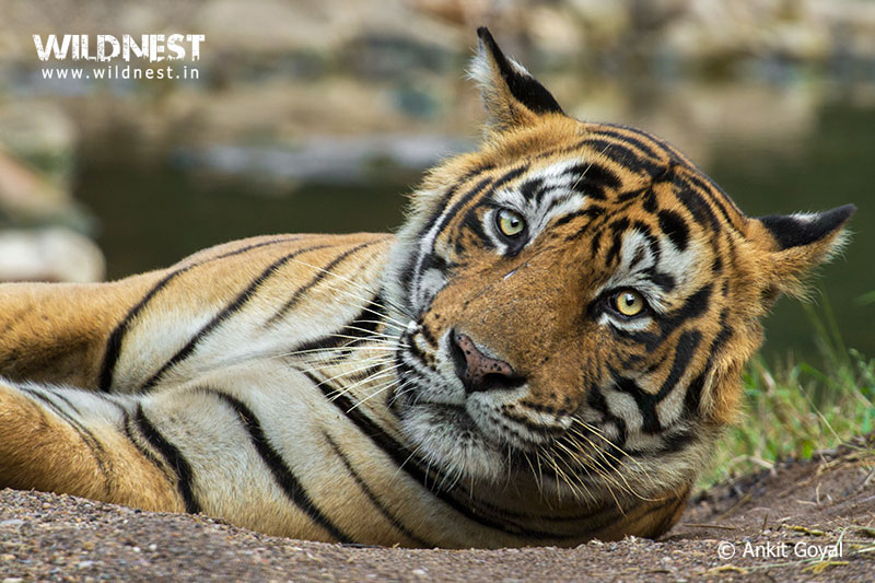 India – A Wildlife Heaven Tour