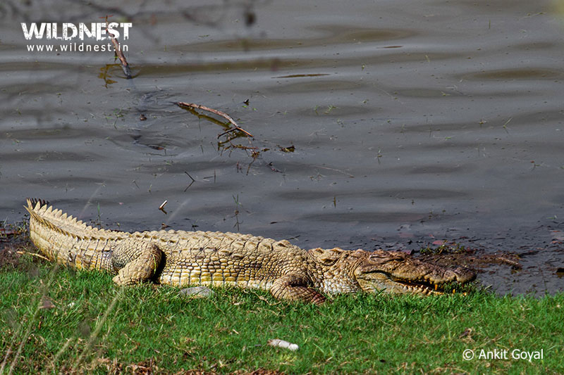 India – A Wildlife Heaven Tour