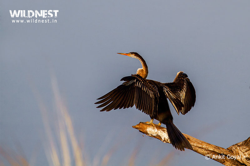 India – A Wildlife Heaven Tour