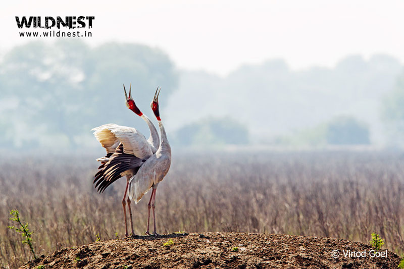 India – A Wildlife Heaven Tour