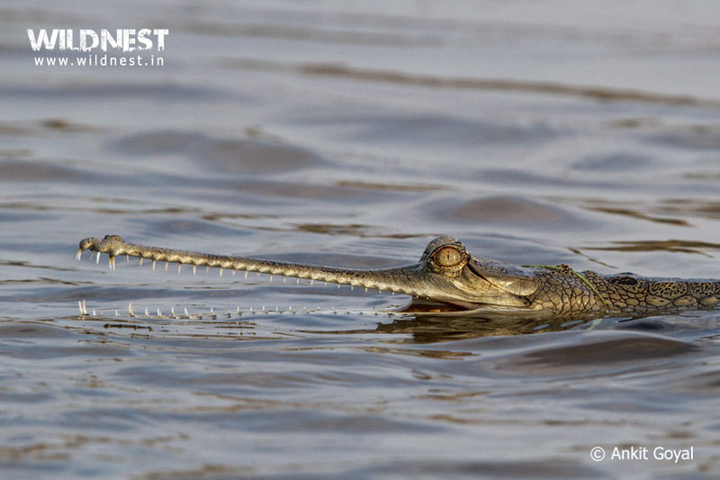 India – A Wildlife Heaven Tour