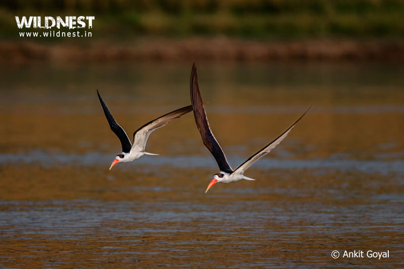 India – A Wildlife Heaven Tour