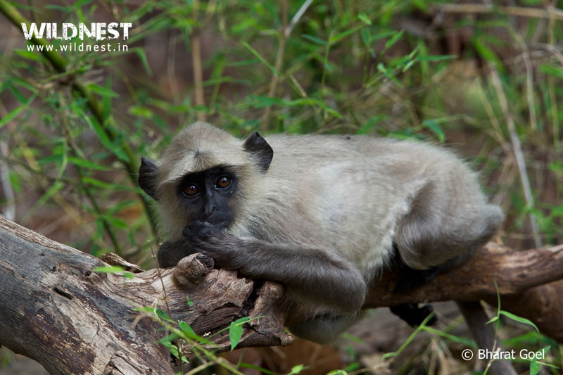 India – A Wildlife Heaven Tour