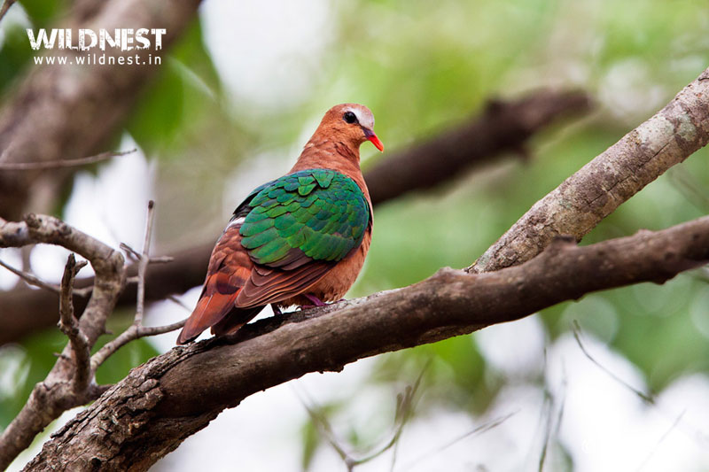 India – A Wildlife Heaven Tour