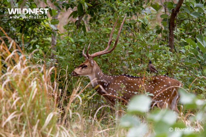 India – A Wildlife Heaven Tour