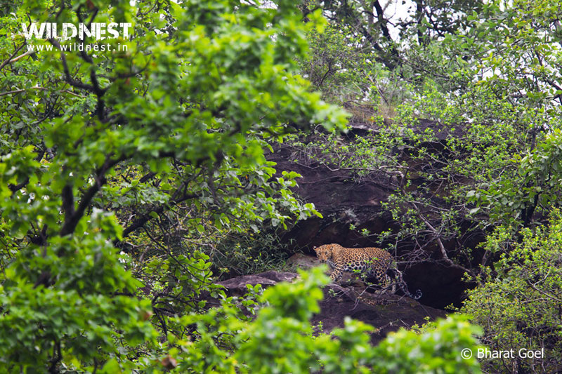 Bandhavgarh - Where Tiger Rules